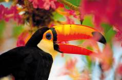 Toucan vu de profil