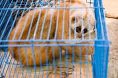 Loris vendu illégalement sur un marché au Myanmar