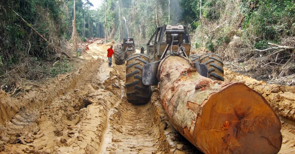 La Norvège financera-t-elle la déforestation au Congo ? - Sauvons la Forêt