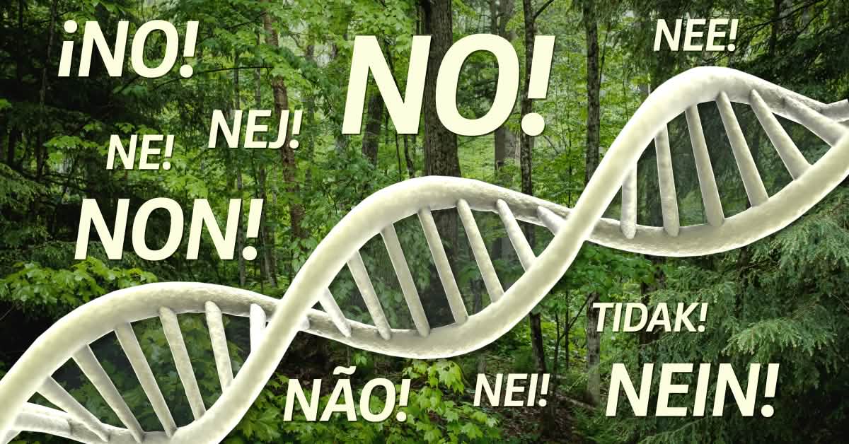 Non aux OGM dans les forêts !