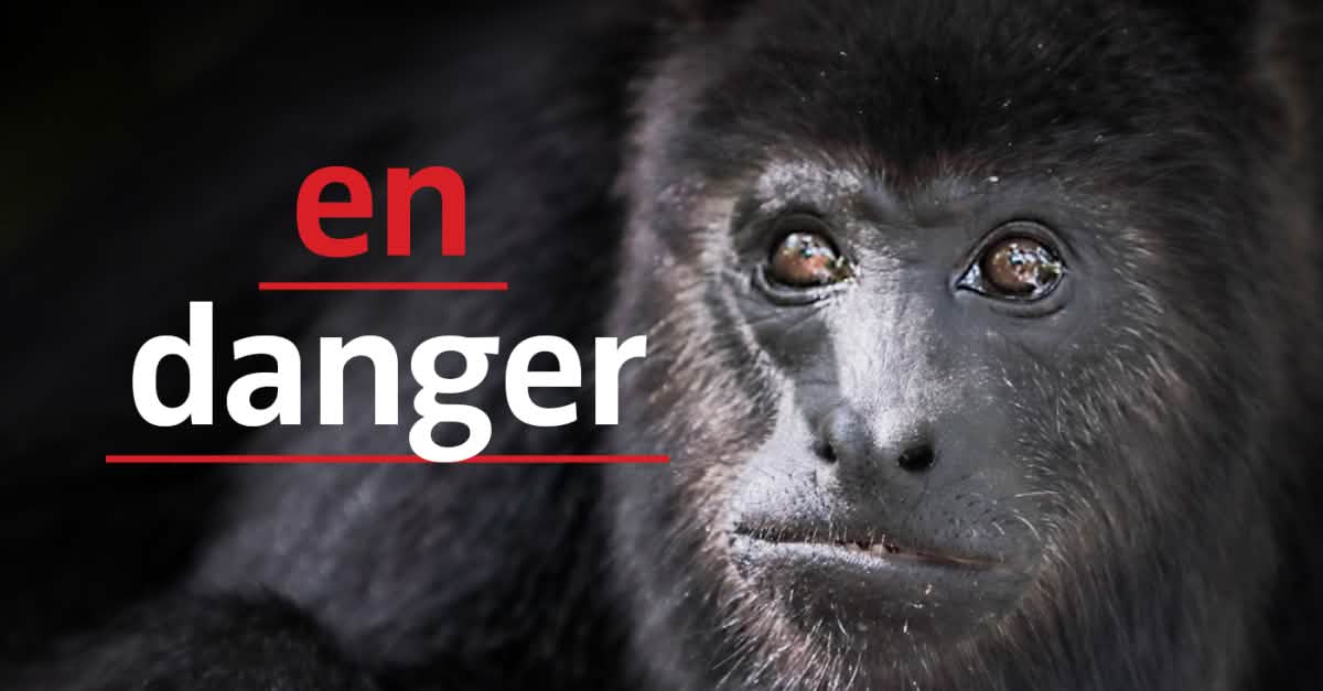 Serie Netflix Un Vrai Danger Pour Les Singes Hurleurs Sauvons La Foret