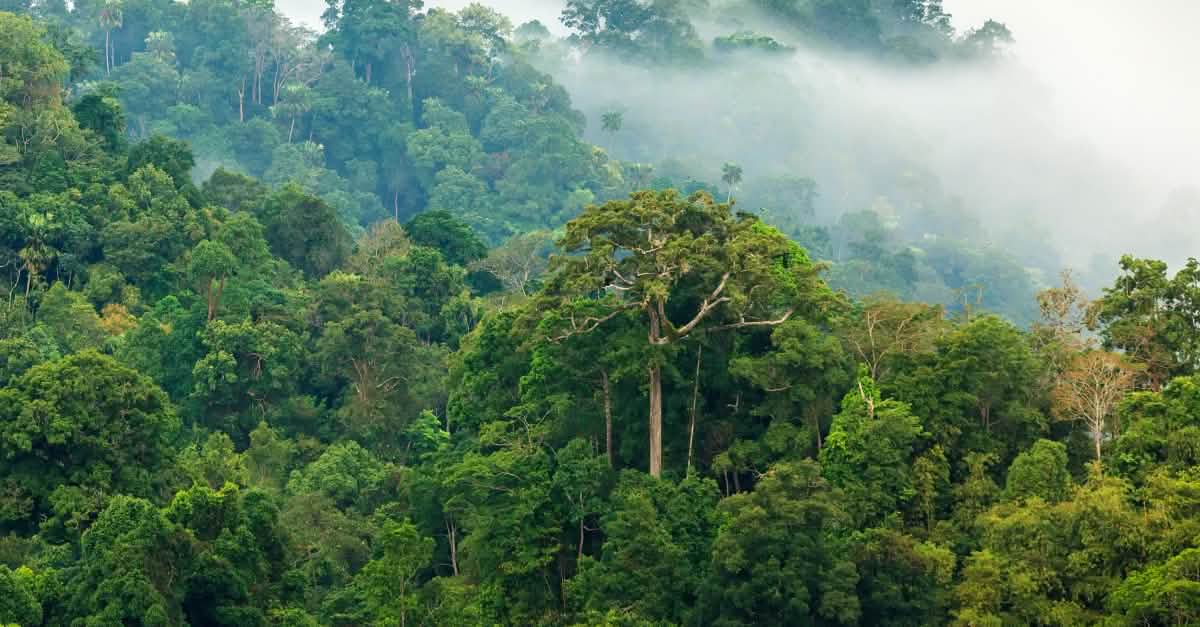 Forêt tropicale - poumon vert de notre planète - Sauvons la Forêt
