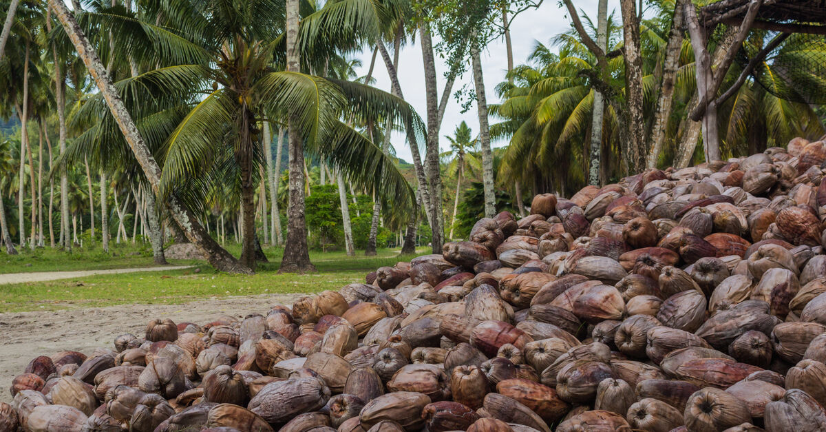 Huile de coco - une mauvaise alternative à l'huile de palme - Sauvons la Forêt