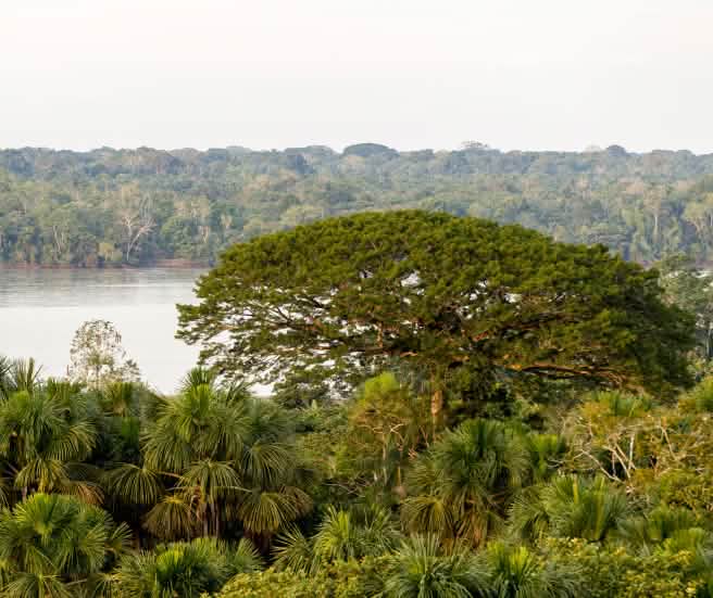 Paysage d’arbres et d’une rivière dans le parc national Yasuní en Équateur