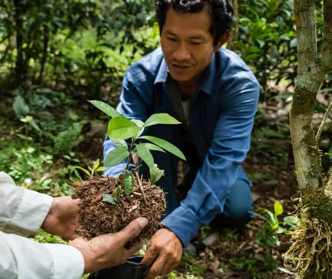 Les plantes médicinales, comme le Brunfelsia grandiflora, jouent un rôle important dans la médecine traditionnelle des Indiens d’Amazonie (© Magnus Arrevad) Un homme tient dans ses mains une pousse de la plante médicinale Brunfelsia grandiflor, qu’il va planter dans la forêt amazonienne