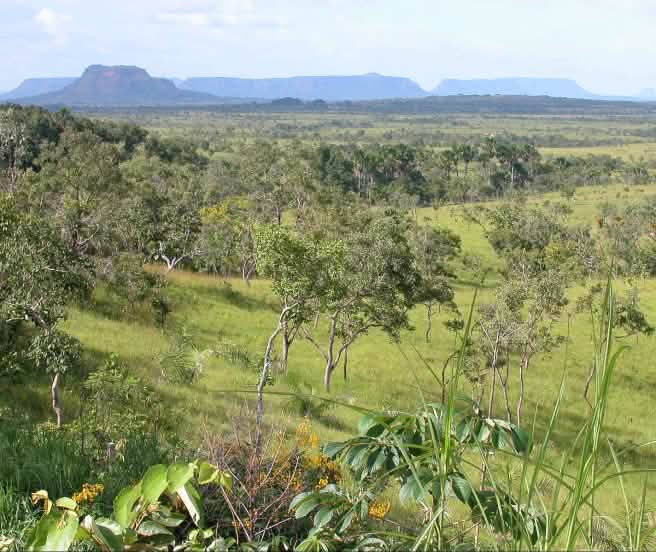 La savane brésilienne est le deuxième plus vaste écosystème du Brésil (© João Zinclar) Cerrado ou la savane brésilienne