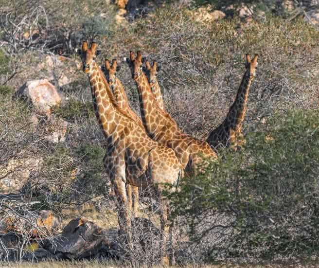 Girafes