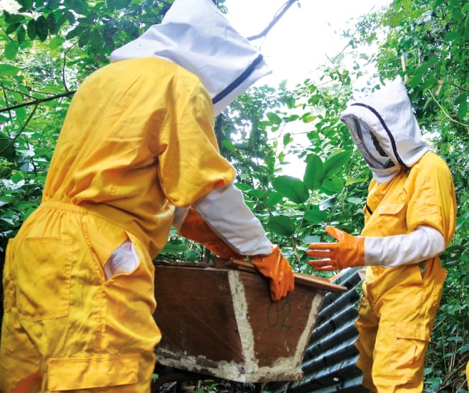 Apiculteurs autour d’une ruche au Liberia
