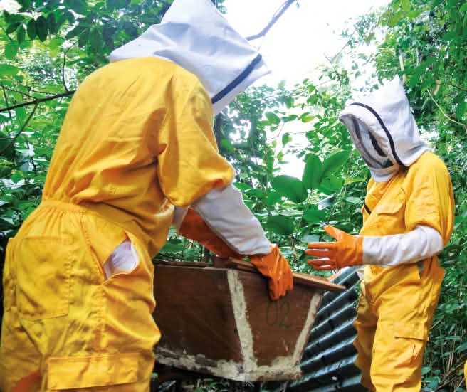 L’apiculture offre une nouvelle source de revenus aux villageois qui vivent en bordure du parc national (© Mathias Rittgerott) Apiculteurs autour d’une ruche au Liberia