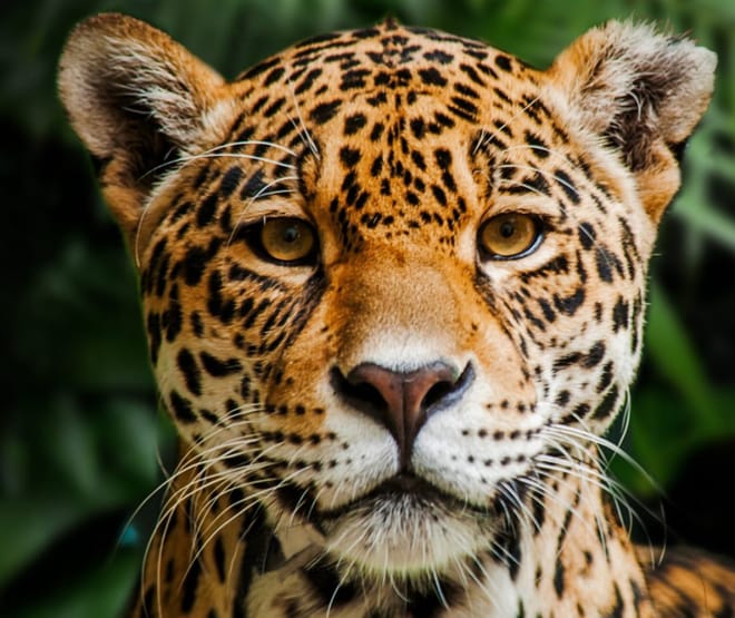 Jaguar dans la Réserve biologique Indio Maíz au Nicaragua