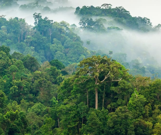 Forêt tropicale luxuriante baignée de brume matinal