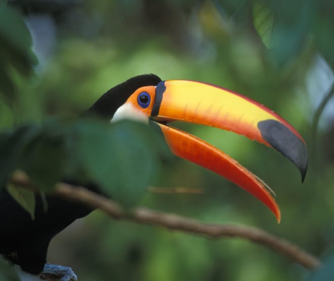 Un toucan géant assis sur une branche dans la forêt tropicale