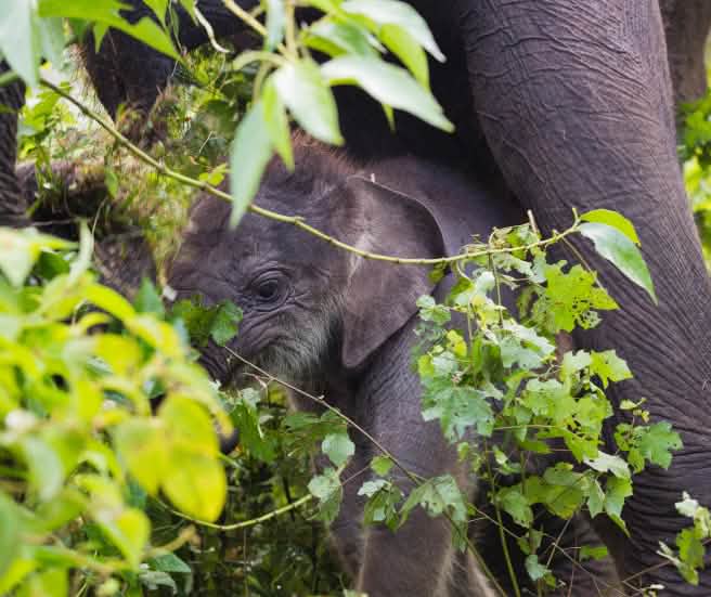 L’écosystème de Leuser abrite des éléphants de forêt (© Paul Hilton) L'écosystème de Leuser abrite des éléphants de forêt
