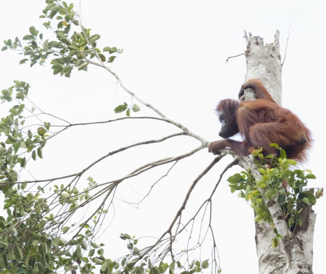 Orang-outan perdu au milieu d’une forêt défrichée
