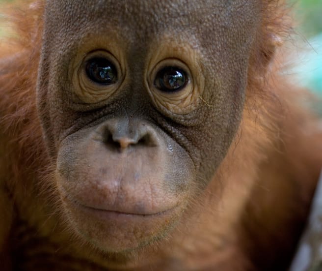 Gros plan sur le visage d’un jeune orang-outan