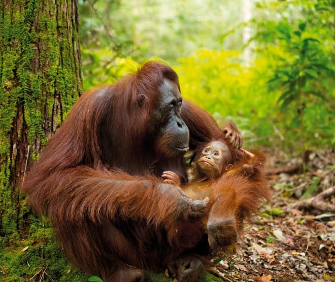 Orang-outan avec son bébé à Bornéo