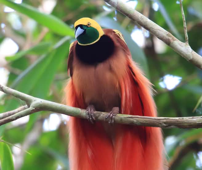 Les paradisiers ont rejoint le commerce international (© feathercollector/iStock) Oiseau de Paradis (Paradisaea Raggiana)