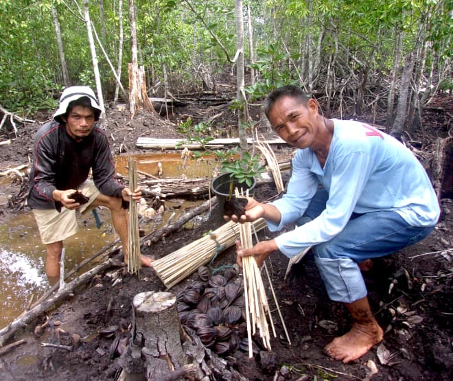 Deux hommes repiquent des plants de palmier Nipa et les protègent à l’aide de bâtons en bambou