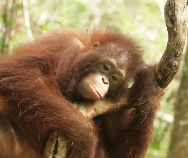 Orang-outan dans le Kalimantan central (Bornéo)
