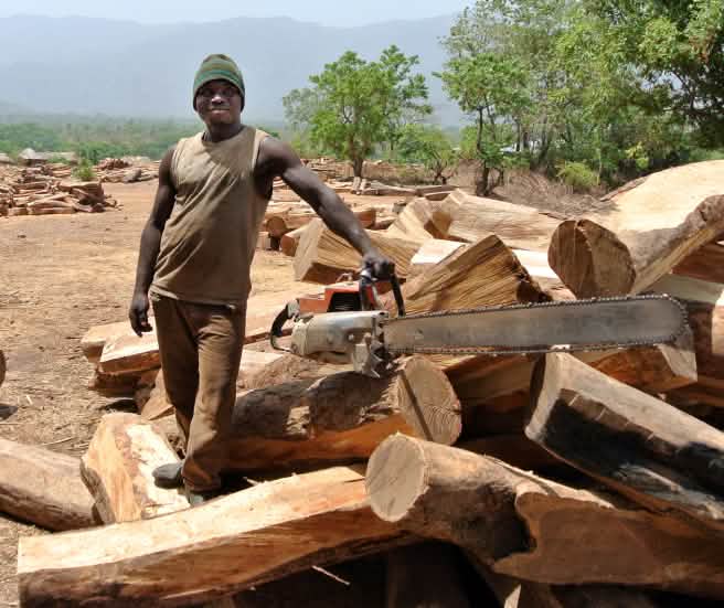 Un bûcheron prend la pose avec sa tronçonneuse dans l’aire de stockage réservée aux grumes de palissandre au Nigeria