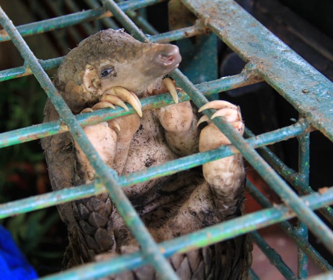 Pangolin en cage au Centre de conservation des ressources naturelles de Riau en Indonésie