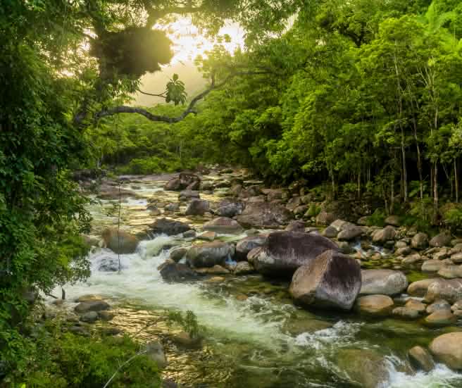 La forêt du Parc national de Daintree est insuffisamment protégée en Australie (© Martin Valigursky/Shutterstock) Parc national de Daintree en Australie