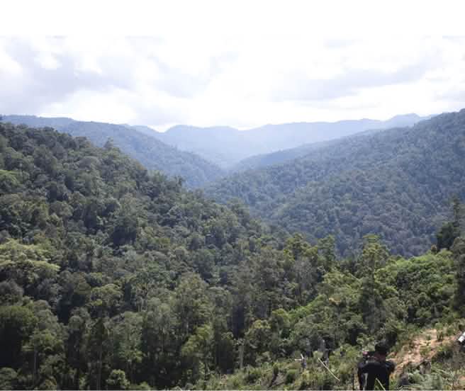 Vue sur la forêt tropicale de l’écosystème de Leuser