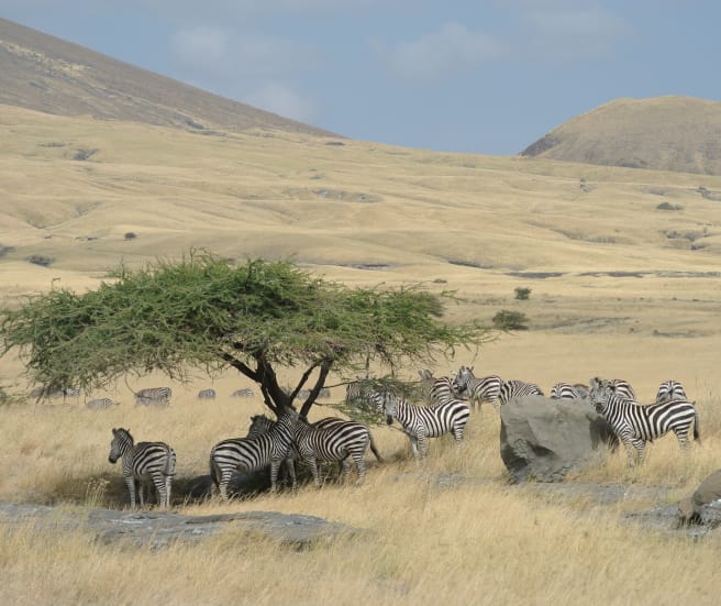Troupeau de zèbres sous un arbre au milieu de la savane