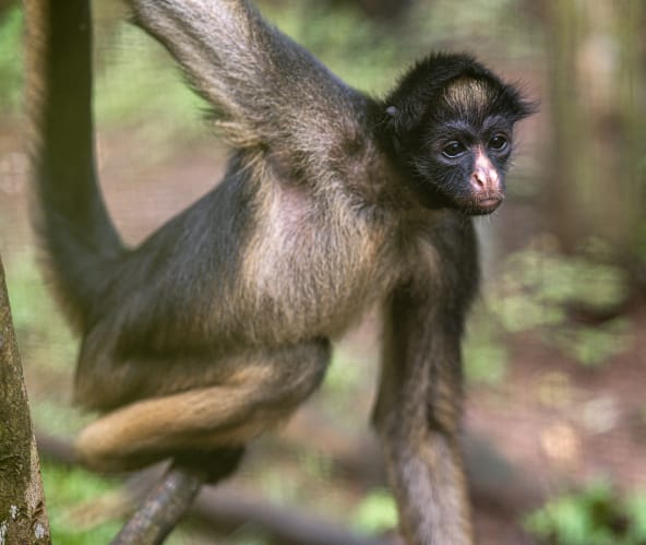 Un Atèle belzébuth (Ateles belzebuth) suspendu à une branche