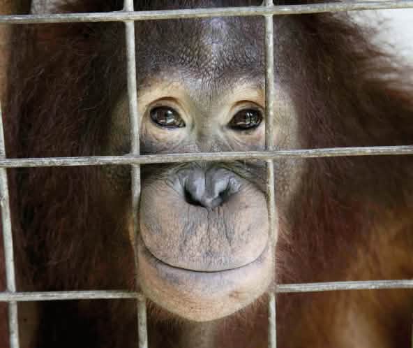 Un orang-outan dans une cage