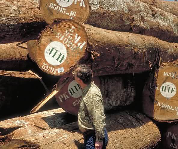 Reinhard Behrend, Président de Sauvons la Forêt, expertise des troncs d’arbres tropicaux défrichés en Afrique