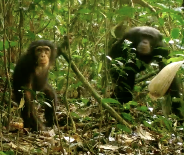 Curieux, un jeune chimpanzé regarde dans la caméra. Sa mère reste en arrière-plan. Image capturée dans le parc national Grebo-Krahn au Libéria