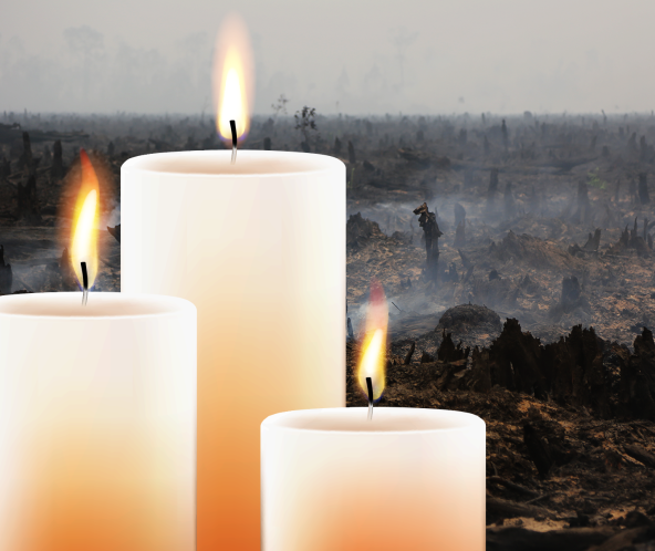 Des bougies avec en arrière-plan une forêt défrichée par le feu