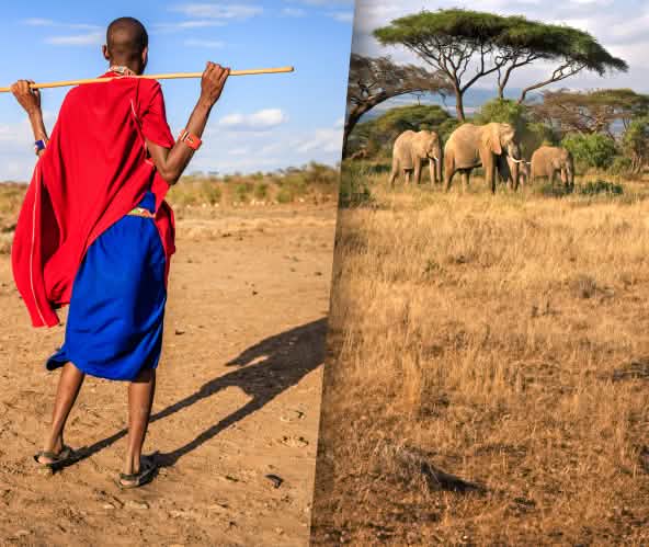 Photomontage : à gauche un Massaï qui regarde à droite au loin un groupe d’éléphants