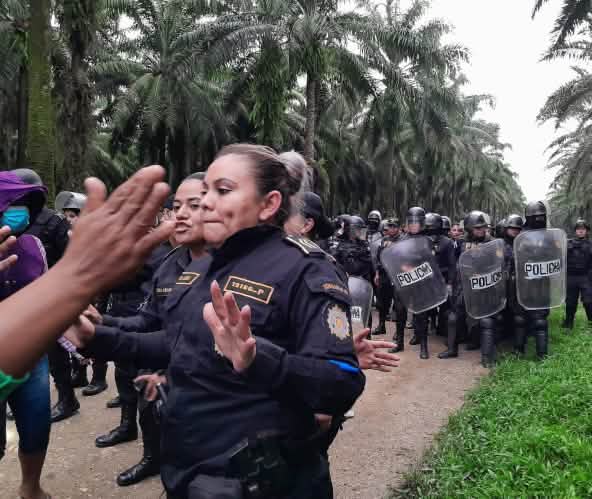 Un groupe d’intervention de policiers, portant casques de protection et boucliers, avance sur une piste dans une plantation de palmiers à huile
