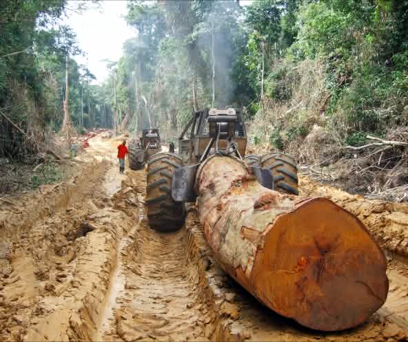 Une grume d’arbre géant transportée sur une route dans une forêt tropicale en Afrique Centrale