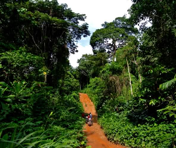 Une piste en plein cœur de la forêt tropicale dans le Parc national de Cross River