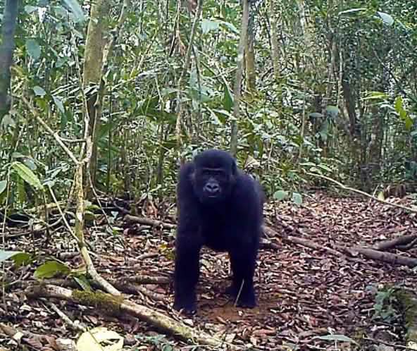 Gorilles dans la forêt d’Ebo au Cameroun