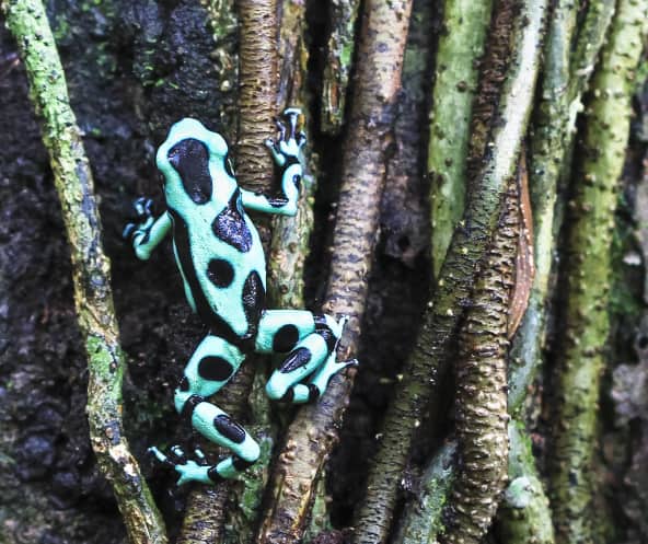 Un dendrobate vert et noir (Dendrobates auratus) grimpe à un arbre au Costa Rica