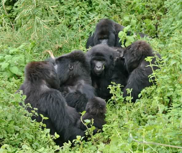 Gorilles du parc national des Virunga, novembre 2021