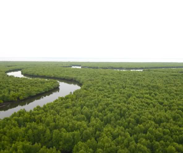 Vue aérienne sur une rivière serpentant au milieu d’une forêt de mangrove