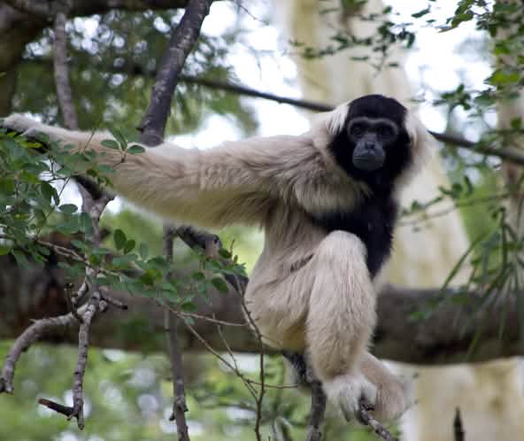 Un gibbon à bonnet (Hylobates pileatus) est assis sur une grosse branche et regarde la caméra