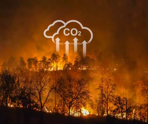 Les incendies de forêt et la culture sur brûlis contribuent à la crise climatique mondiale