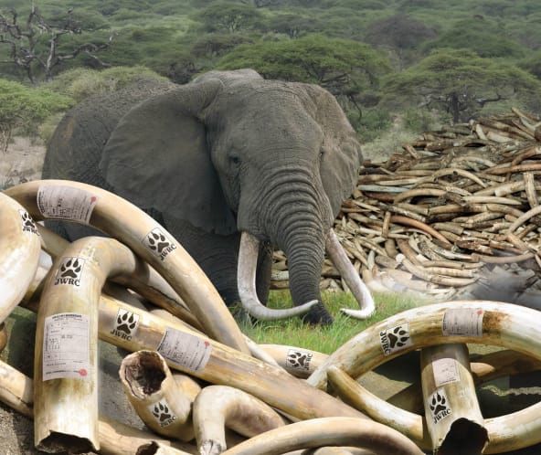 Couverture de l'étude « Le commerce illégal de L’ivoire et l’enregistrement frauduleux des défenses en ivoire au Japon », publiée par l’Environmental Investigation Agency (EIA)
