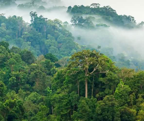 Forêt tropicale luxuriante baignée de brume matinal