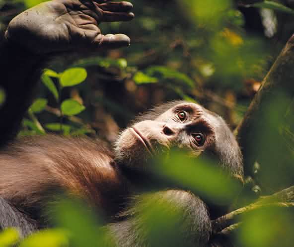 Le chimpanzé Kuba, pensif, le regard perdu dans le lointain…