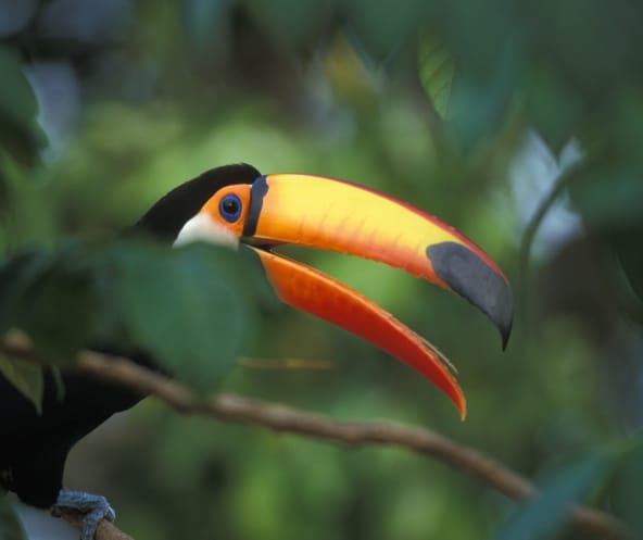Un toucan géant assis sur une branche dans la forêt tropicale