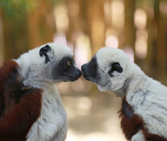 Deux Sifaka (Propithecus coquereli) à Madagascar