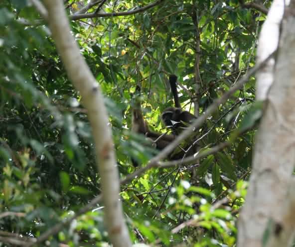 Un gibbon caché dans un arbre