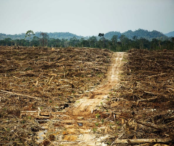Des terres déboisées devant la forêt tropicale intacte